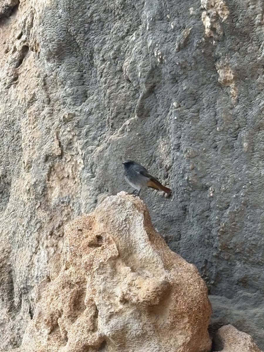 Codirosso spazzacamino - ML646968417