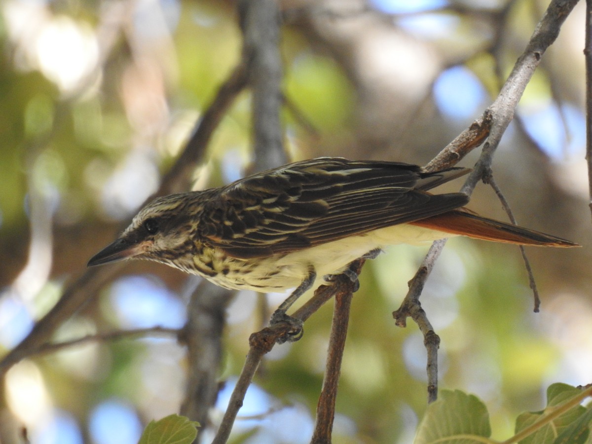 Sulphur-bellied Flycatcher - ML646968426