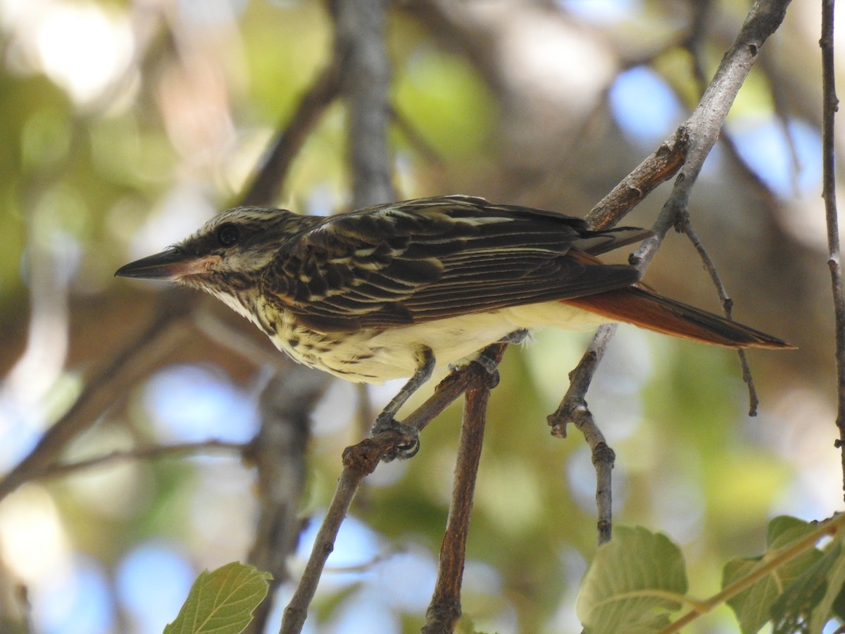 Sulphur-bellied Flycatcher - ML646968427