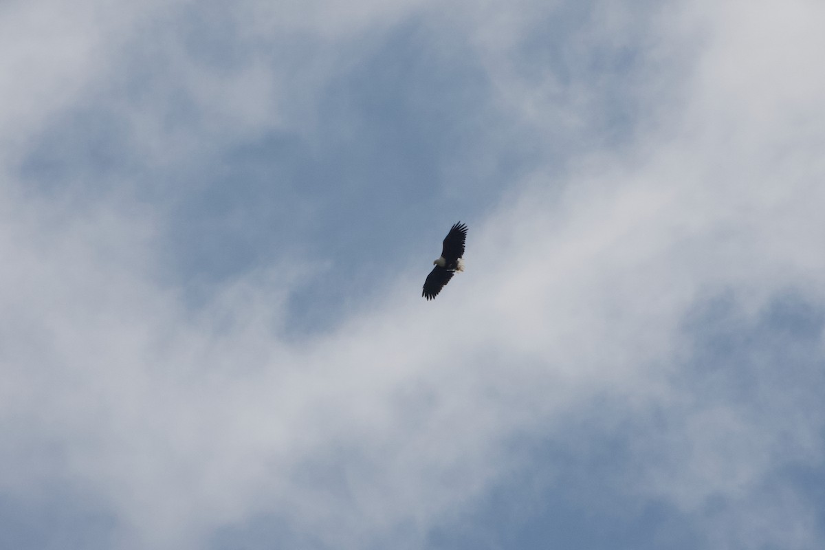 African Fish-Eagle - ML646968428