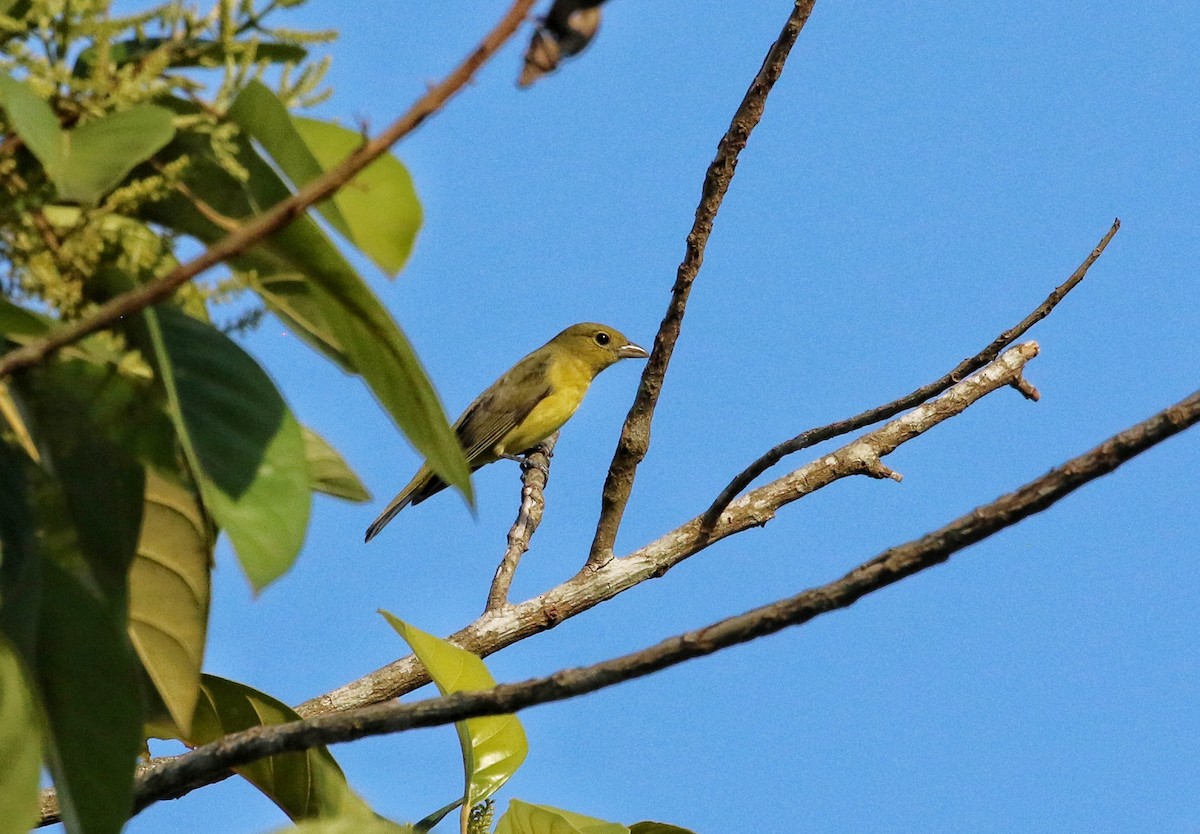 Scarlet Tanager - ML646968433