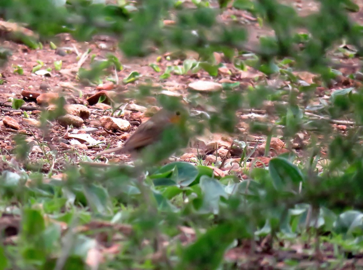 European Robin - ML646968434