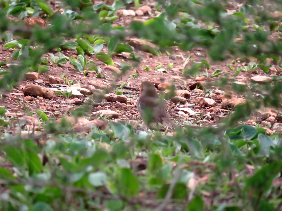 European Robin - ML646968435