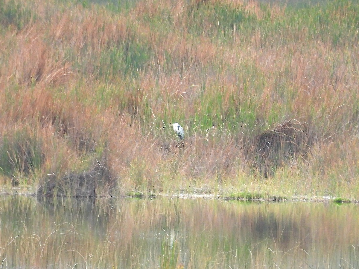 Cocoi Heron - ML646968436