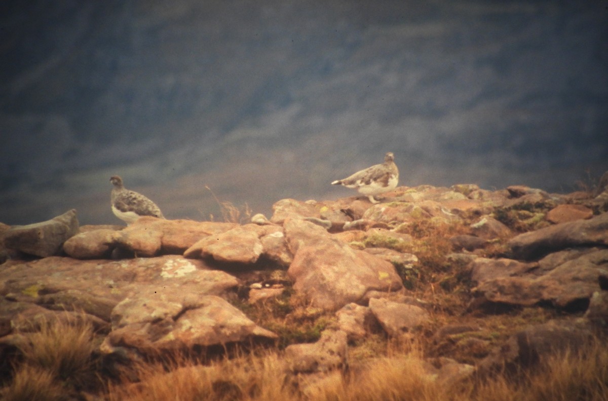 Тундровая куропатка - ML646968437