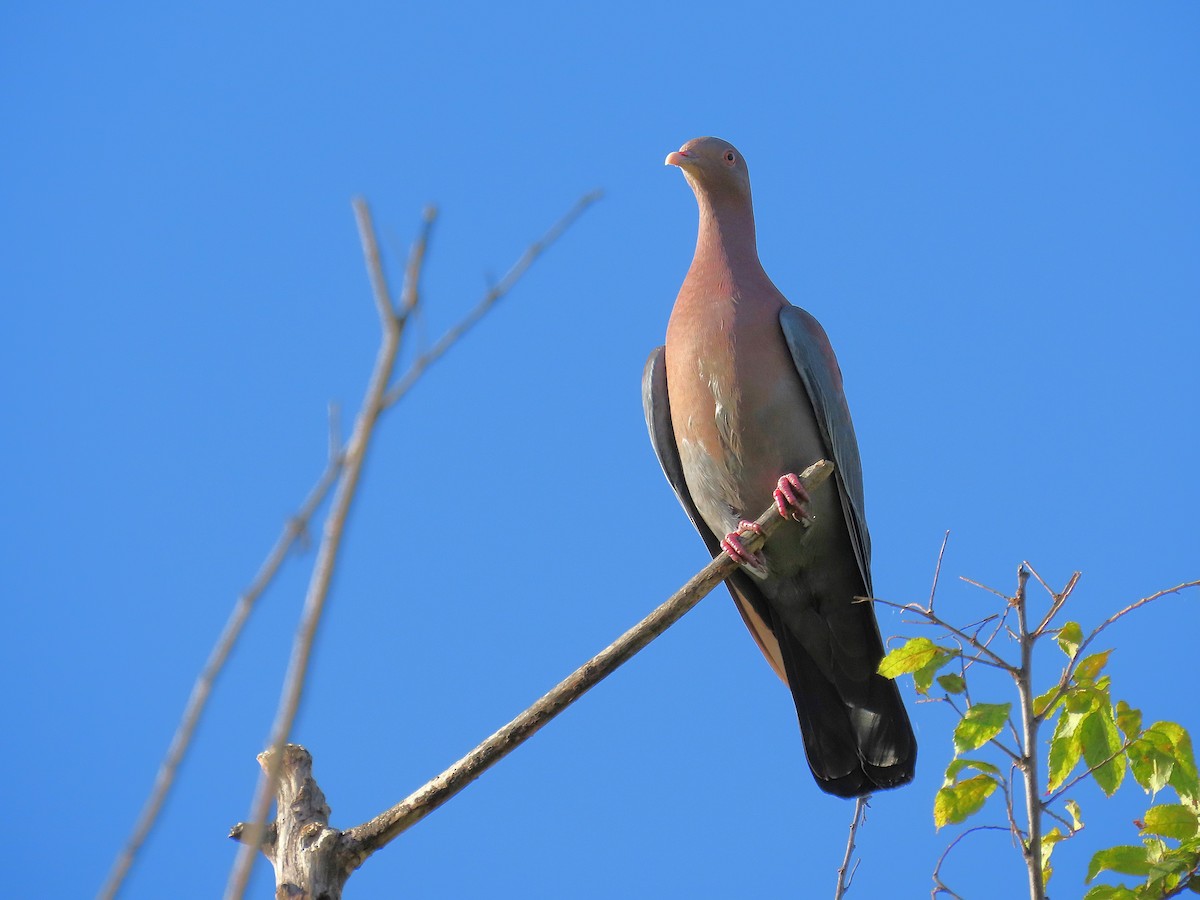 Red-billed Pigeon - ML646968438
