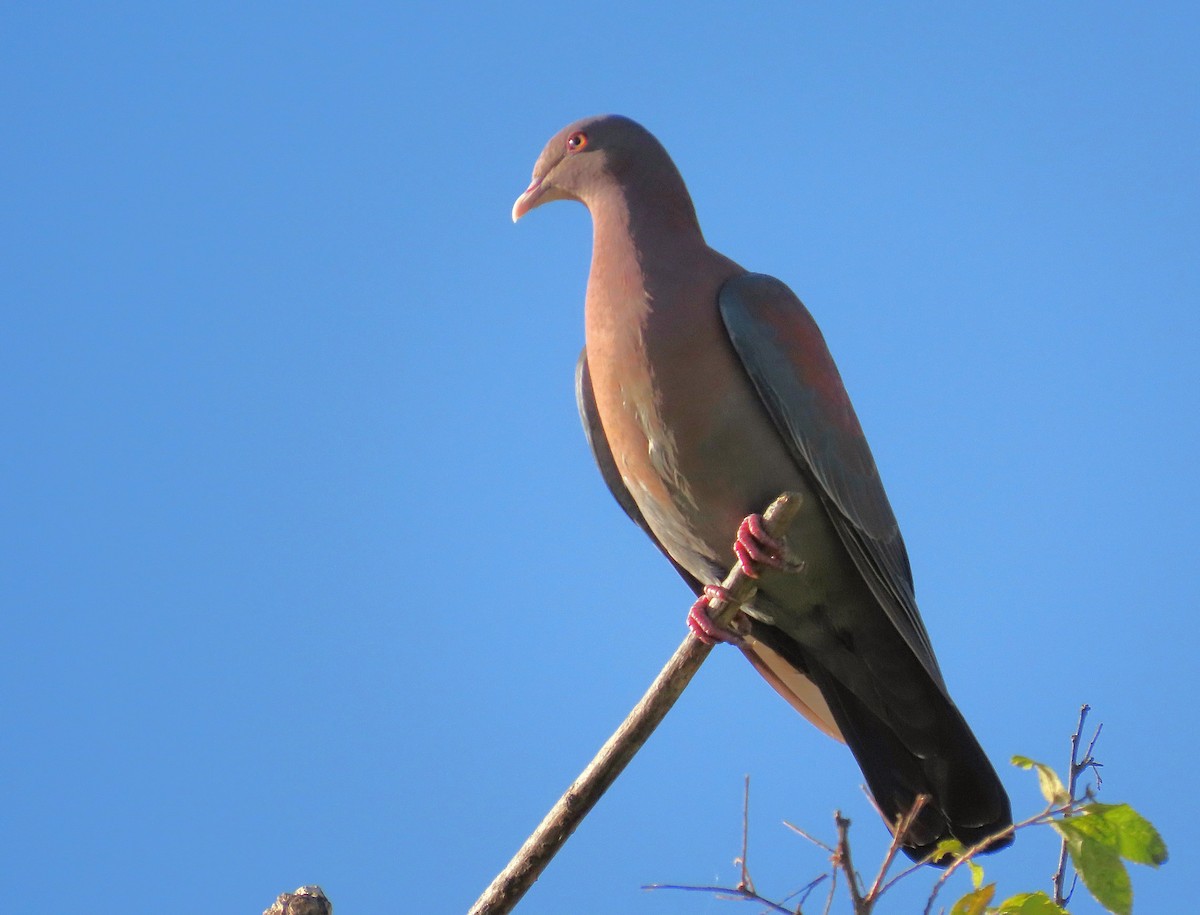 Red-billed Pigeon - ML646968439
