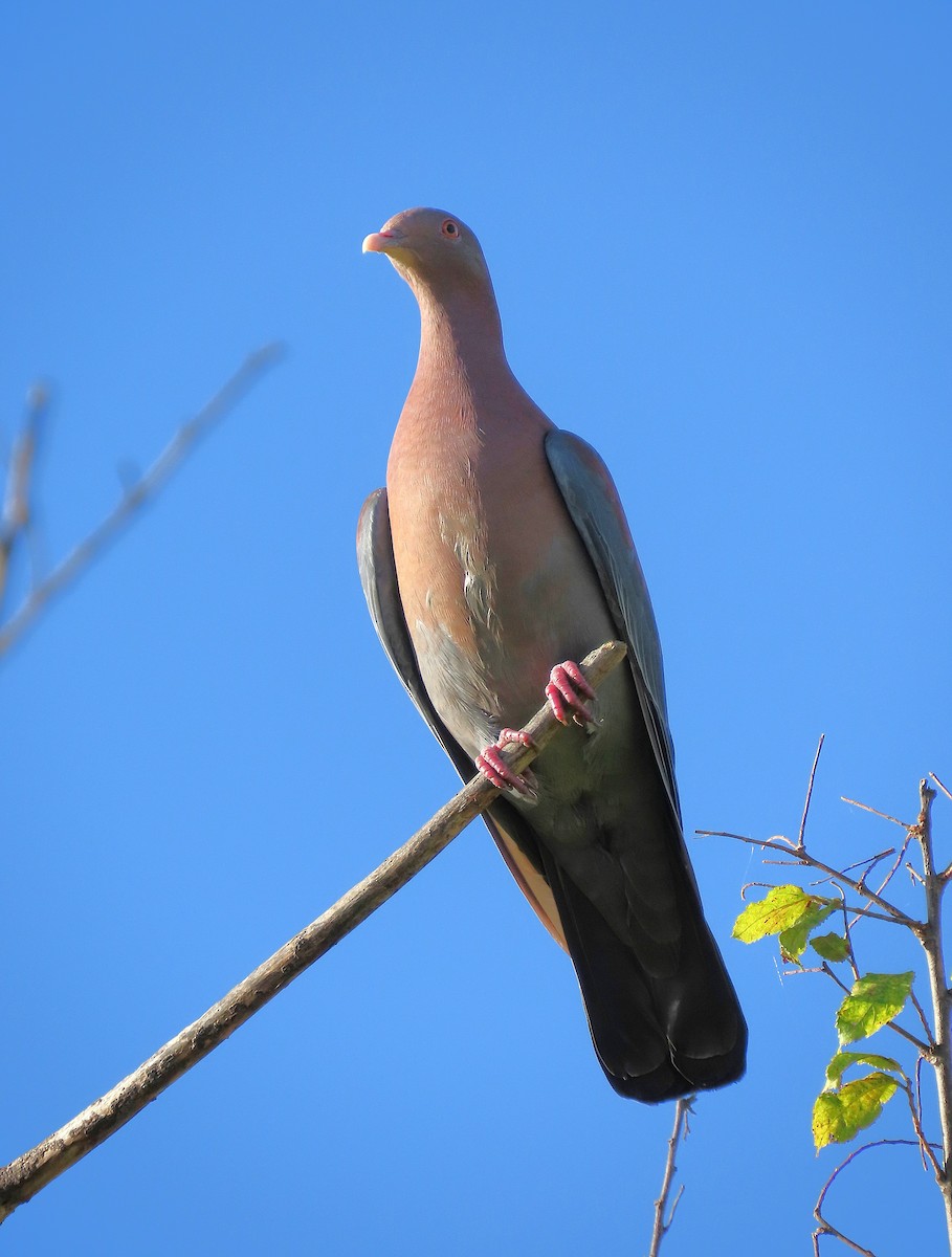Red-billed Pigeon - ML646968440