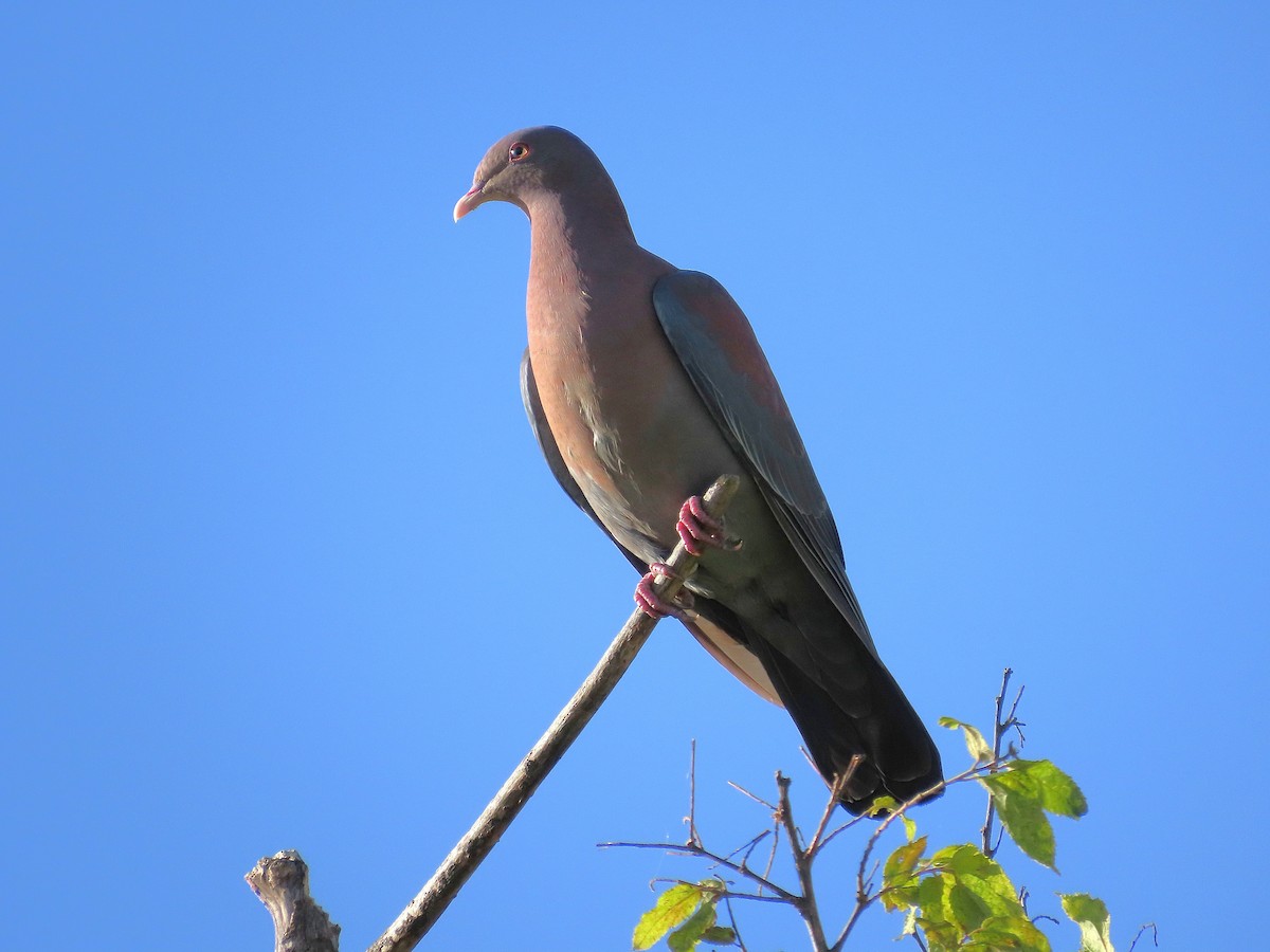 Red-billed Pigeon - ML646968441