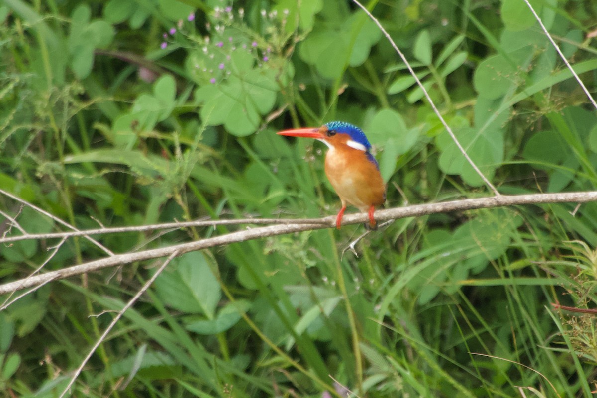 Malachite Kingfisher - ML646968442