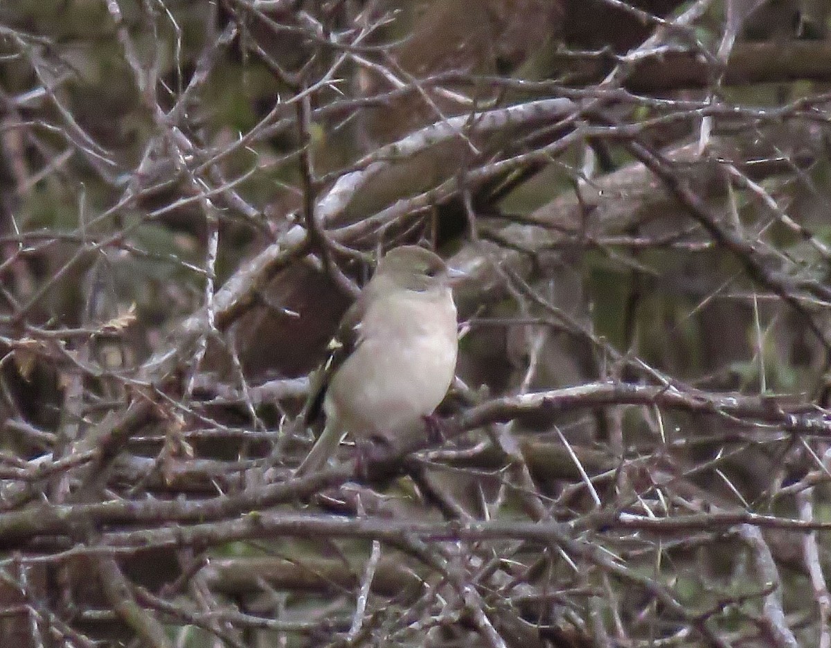 African Chaffinch (African) - ML646968443