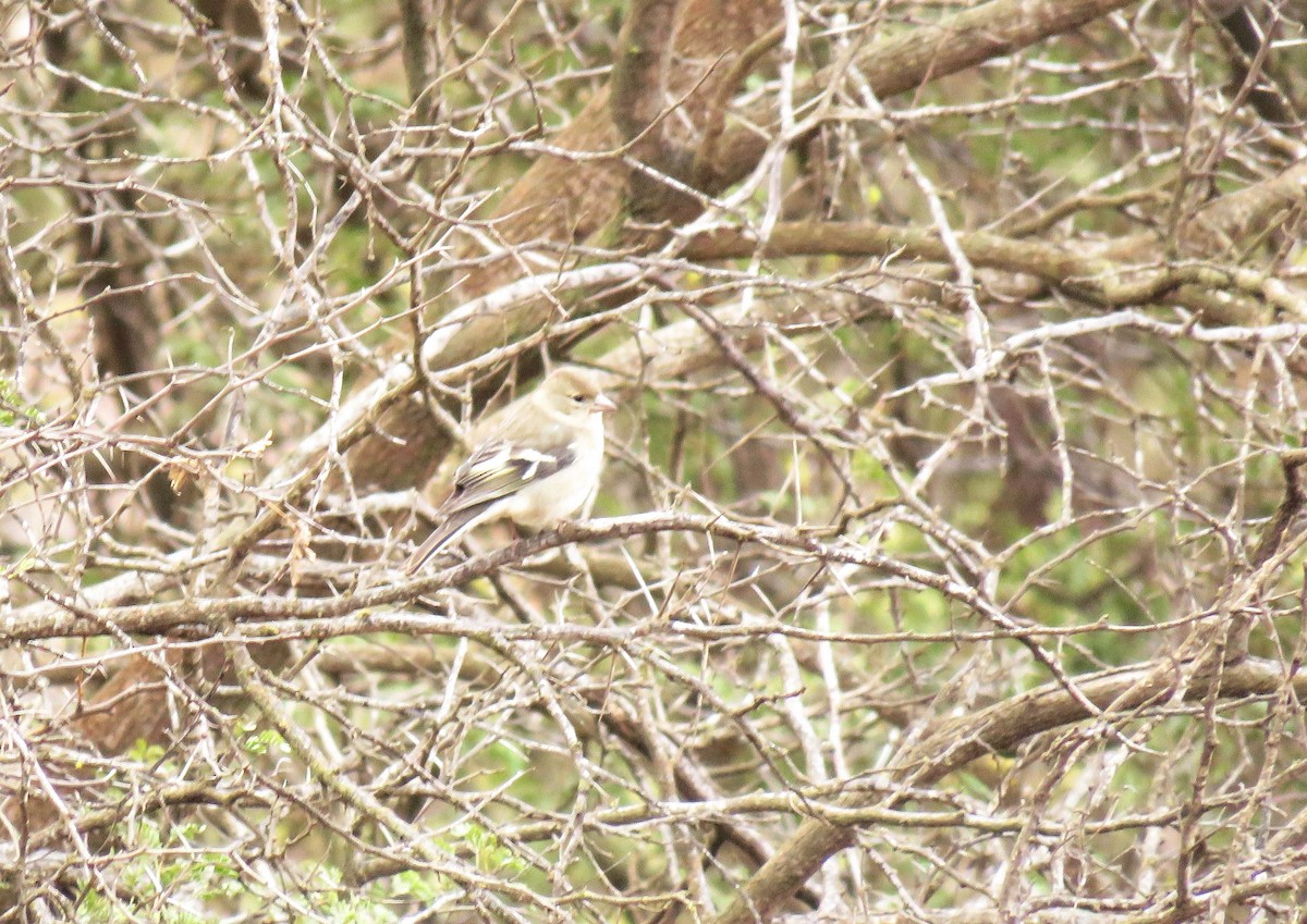 African Chaffinch (African) - ML646968444