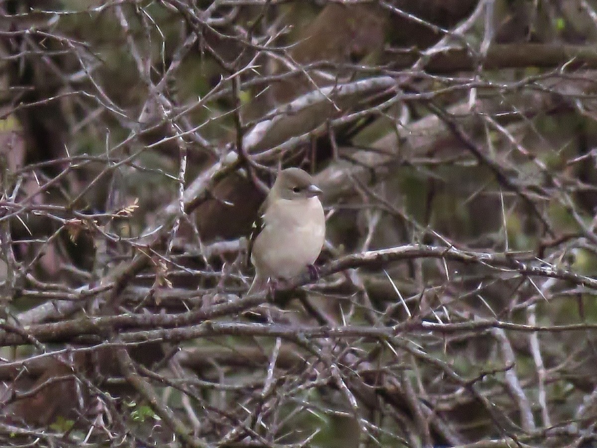 African Chaffinch (African) - ML646968445