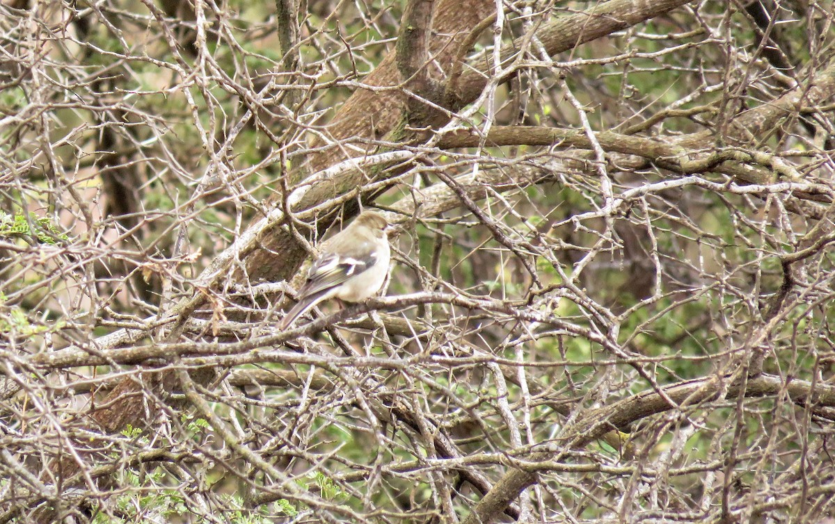 African Chaffinch (African) - ML646968446