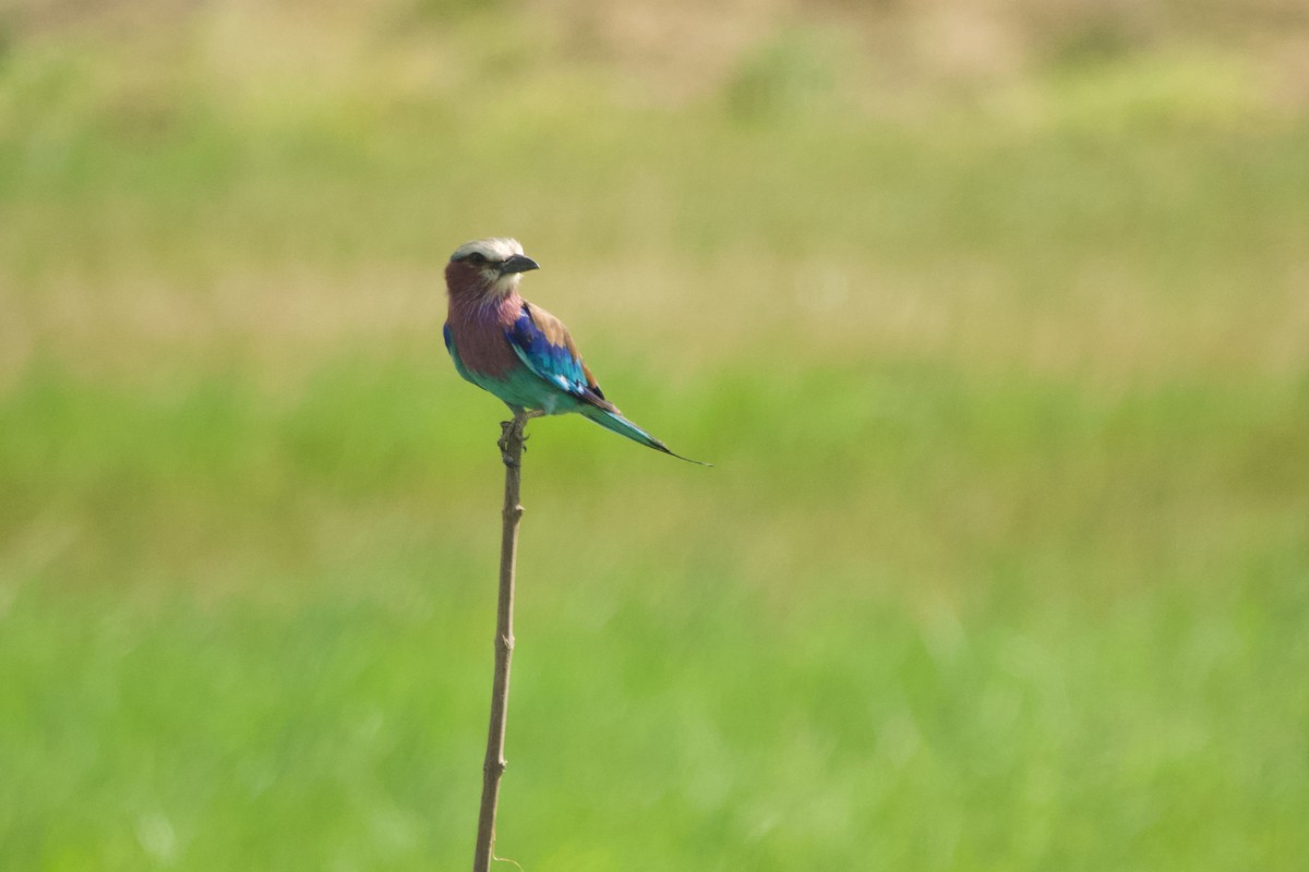 Lilac-breasted Roller - ML646968450