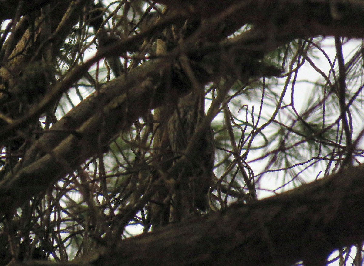 Red Crossbill (North African) - ML646968451