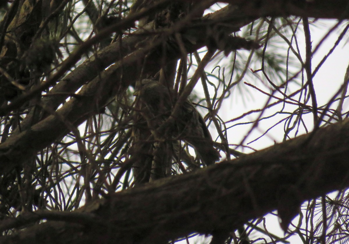 Red Crossbill (North African) - ML646968452