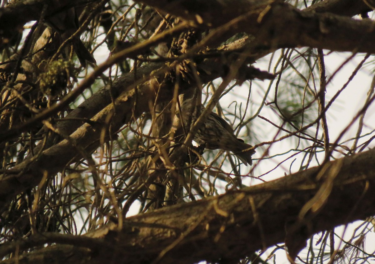 Red Crossbill (North African) - ML646968453
