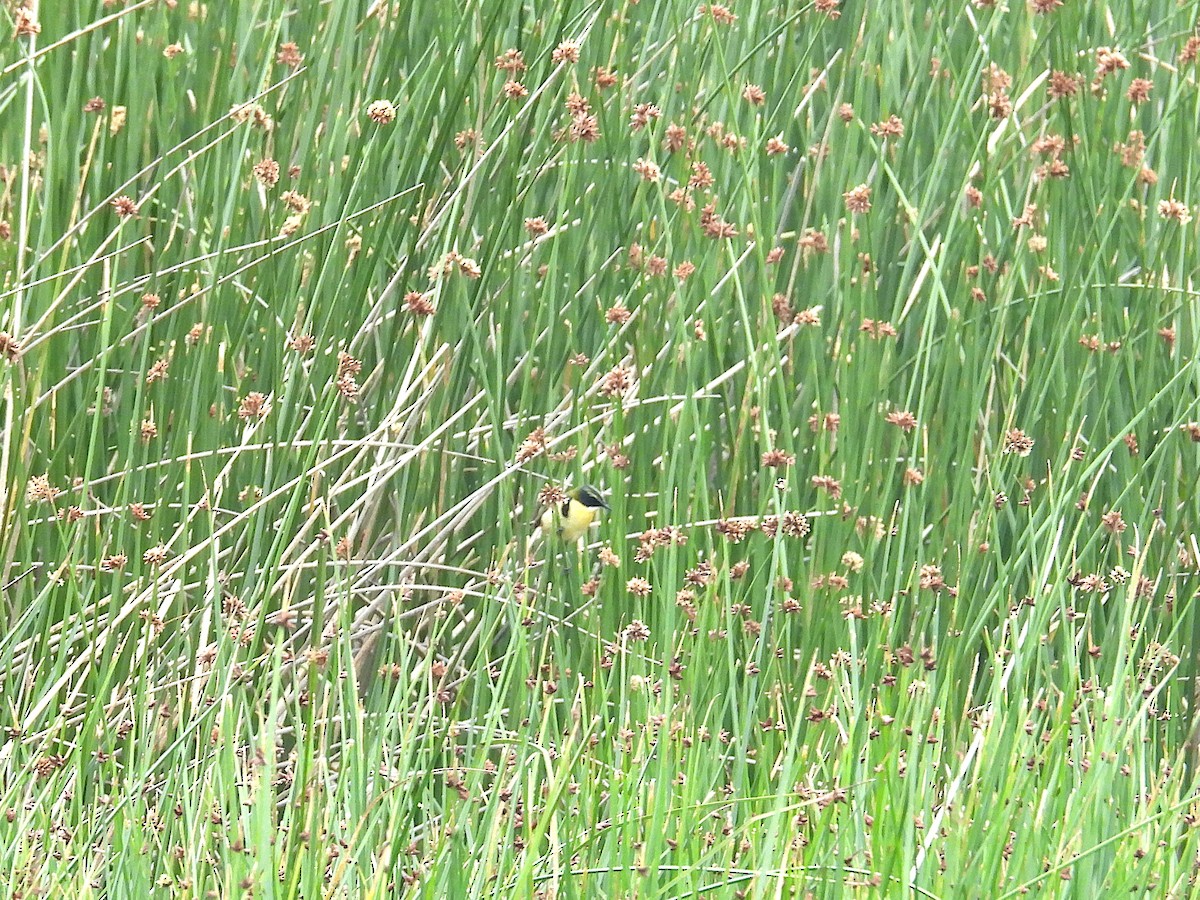 Many-colored Rush Tyrant - ML646968454