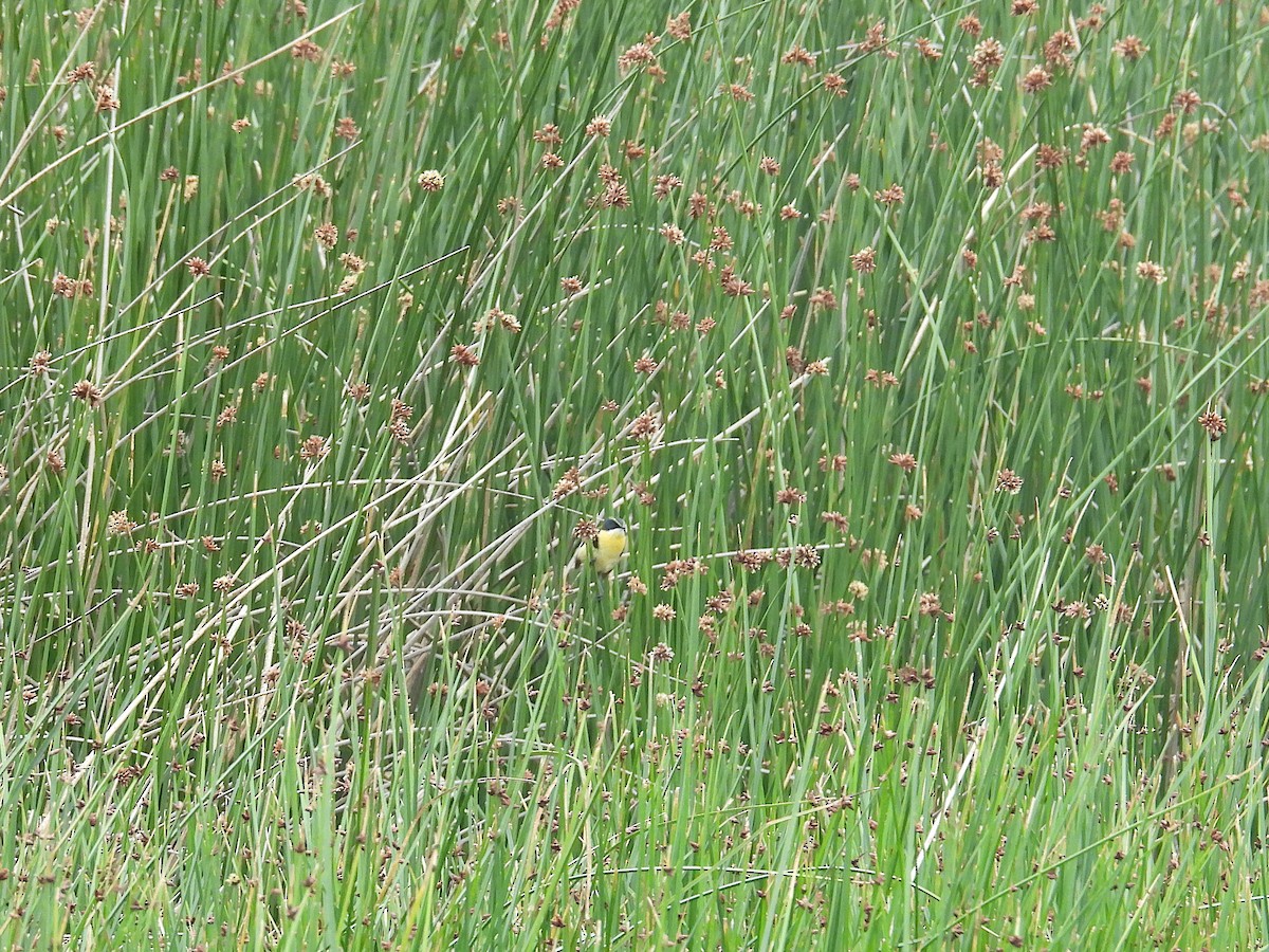 Many-colored Rush Tyrant - ML646968455