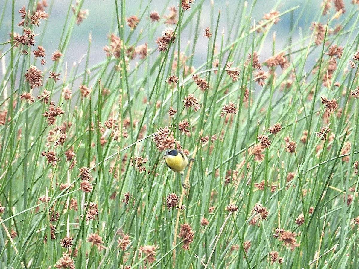 Many-colored Rush Tyrant - ML646968456