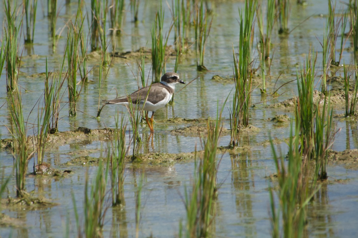 Common Ringed Plover - ML646968467
