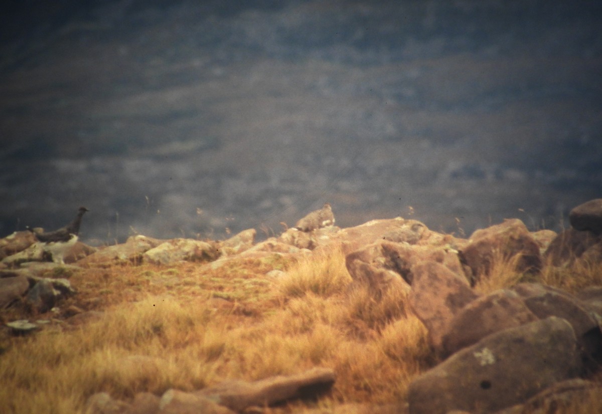 Тундровая куропатка - ML646968471