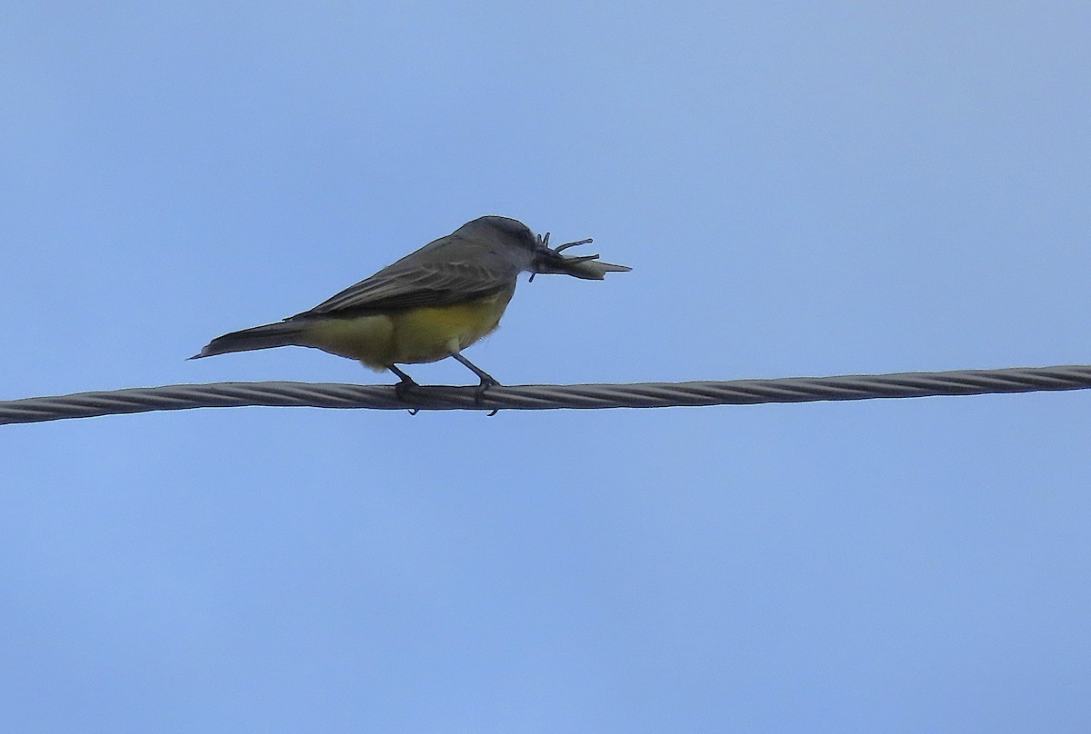 Tropical Kingbird - ML646968474