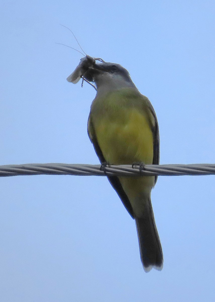 Tropical Kingbird - ML646968477