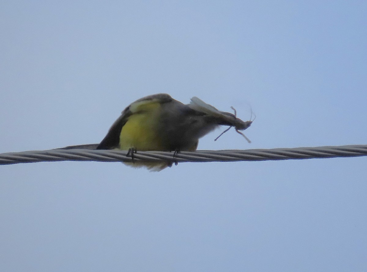 Tropical Kingbird - ML646968479