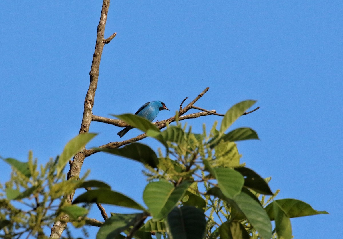 Blue Dacnis - ML646968481