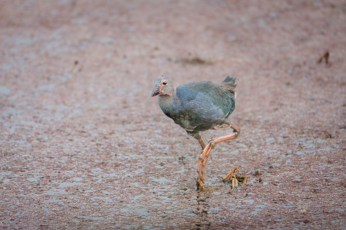 slípka šedohlavá - ML646968484