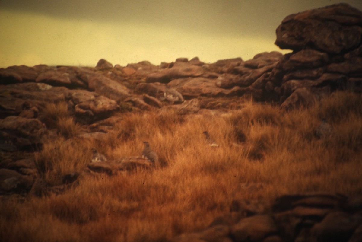 Тундровая куропатка - ML646968486