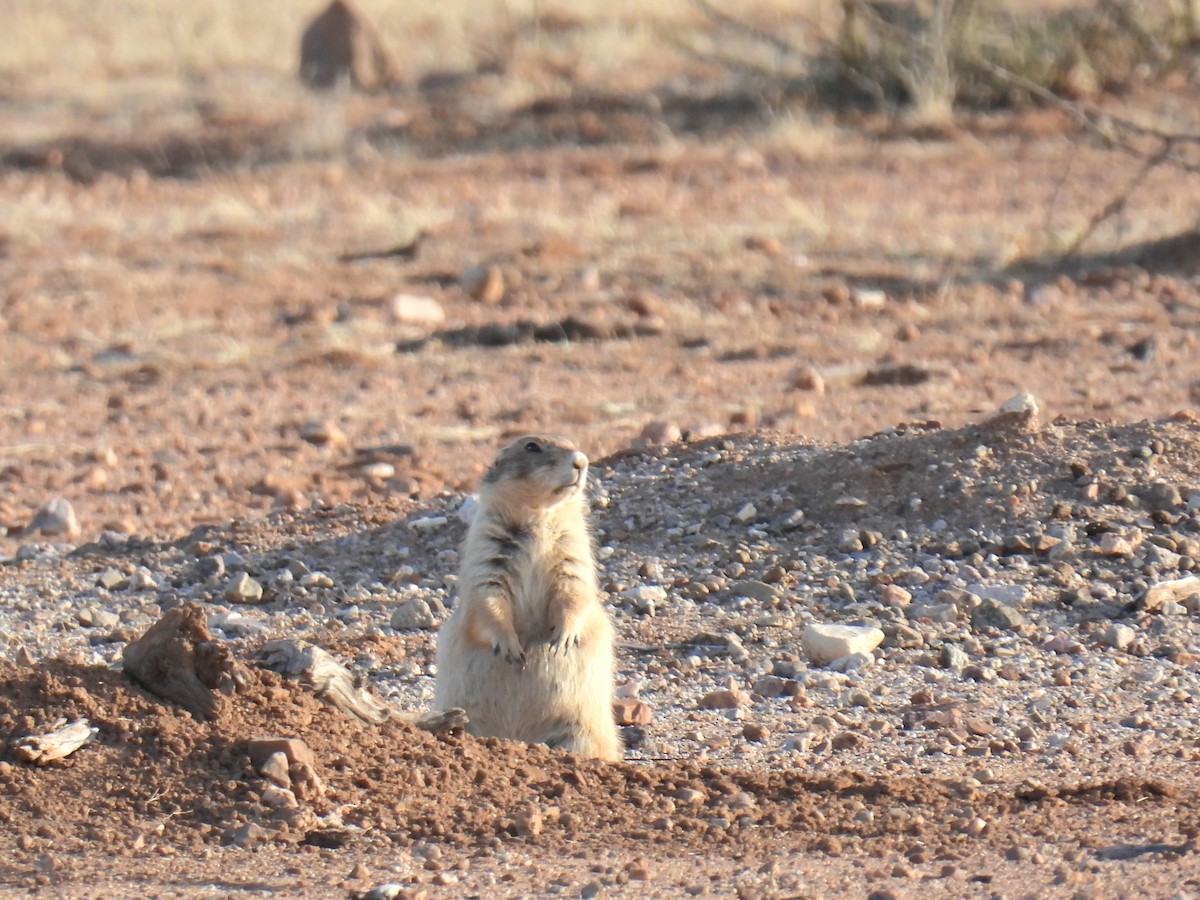 動物界 - ML646968487