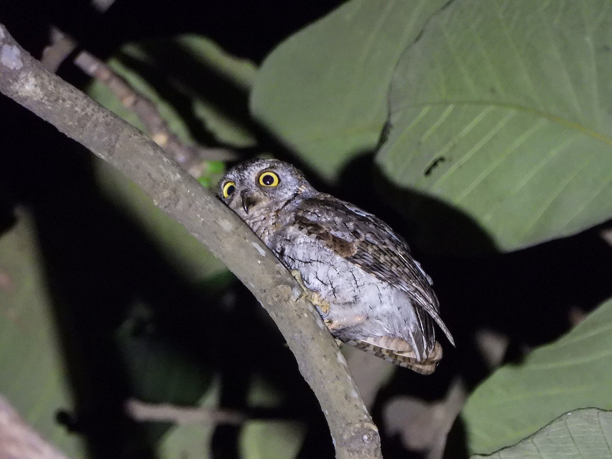 Oriental Scops-Owl - ML646968488