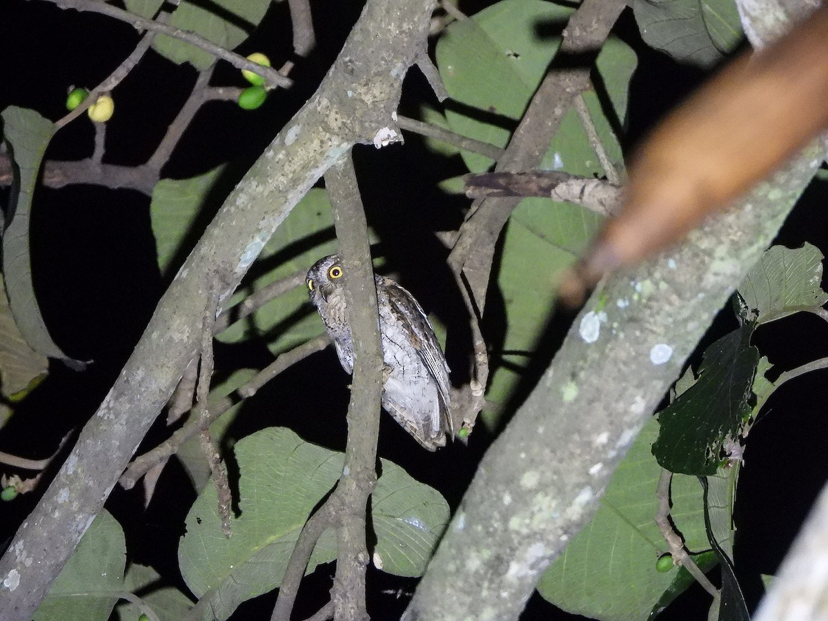 Oriental Scops-Owl - ML646968489