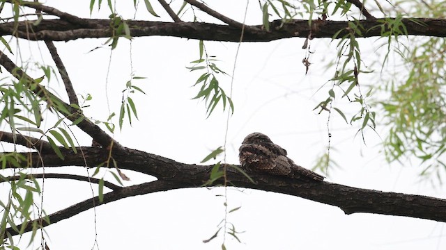 Дрімлюга маньчжурський - ML646968490