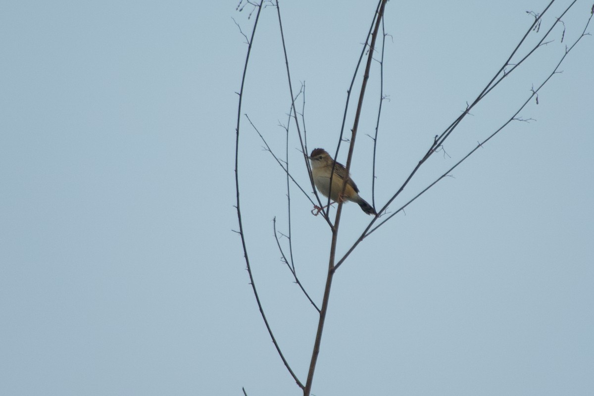 Zistensänger (terrestris/uropygialis) - ML646968499