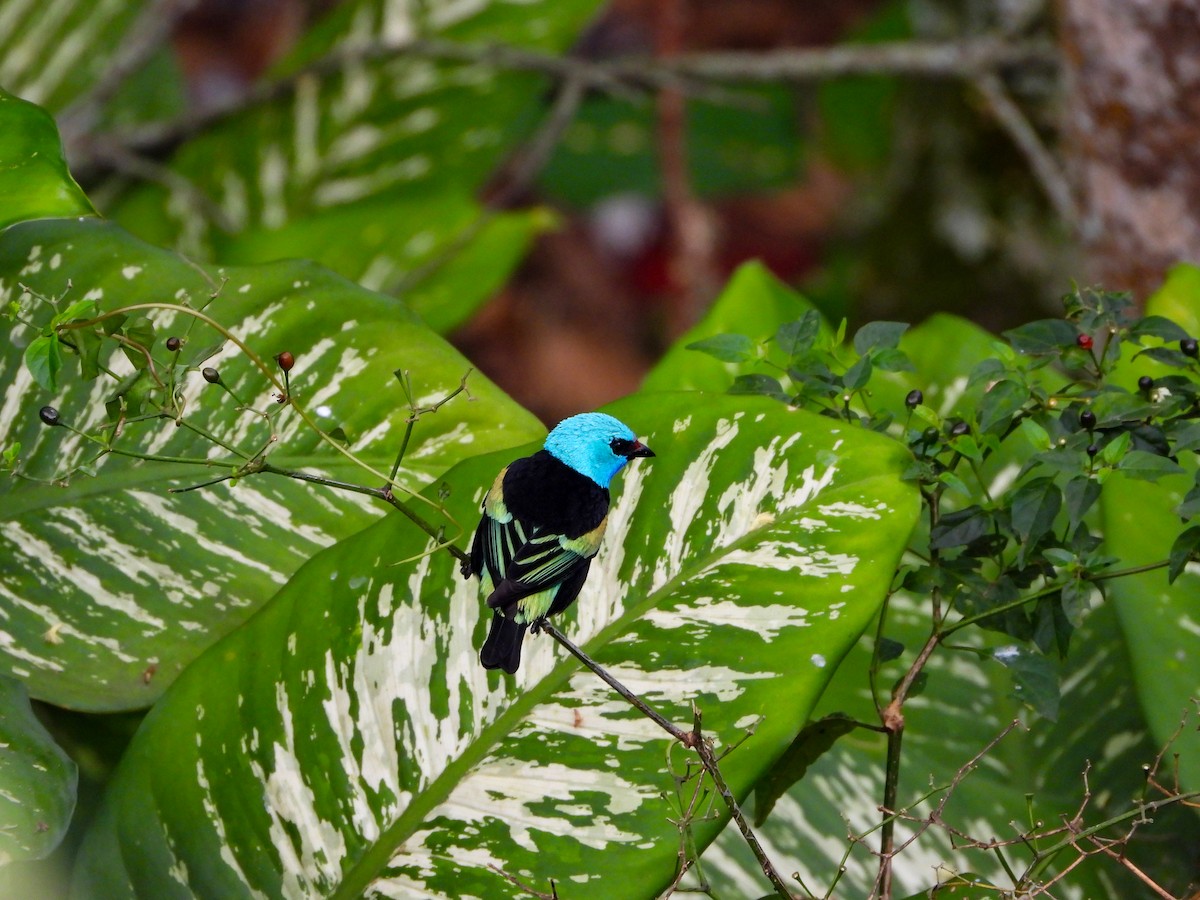 Танагра блакитношия - ML646968500