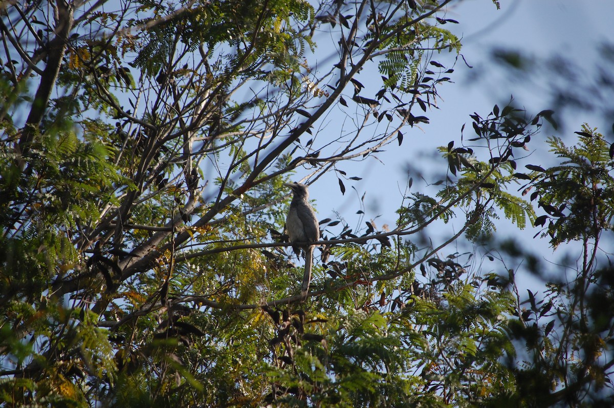 Indienhornvogel - ML646968502