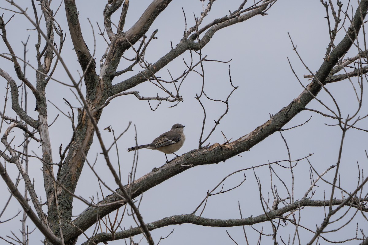 Gartenspottdrossel - ML646968503