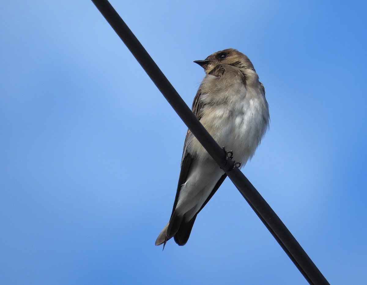 Graukehlschwalbe - ML646968516