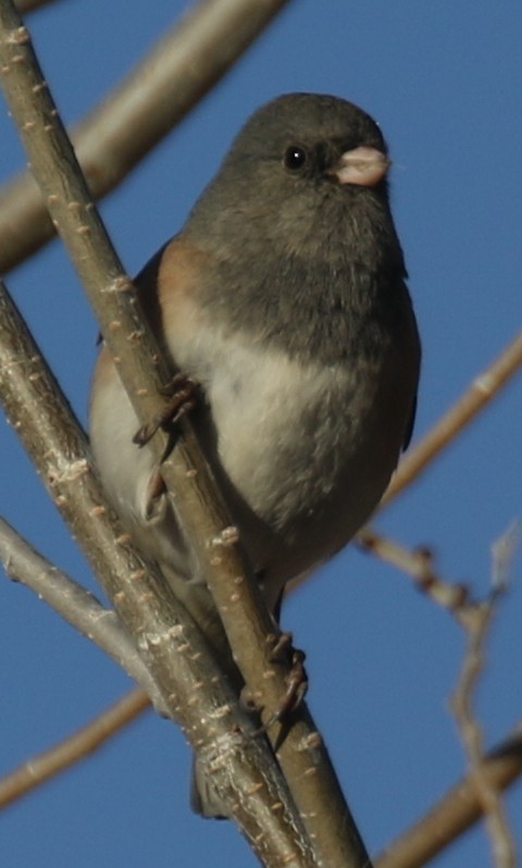 Winterammer - ML646968517