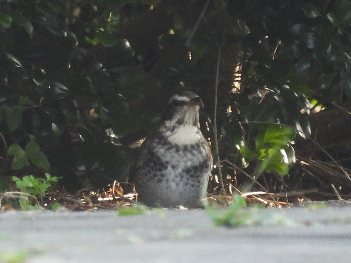 Rostflügeldrossel - ML646968518