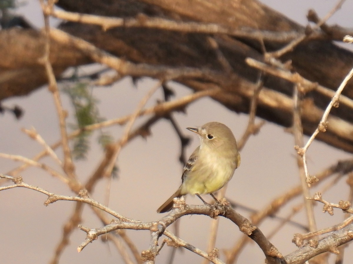 Trockenbusch-Schnäppertyrann - ML646968519
