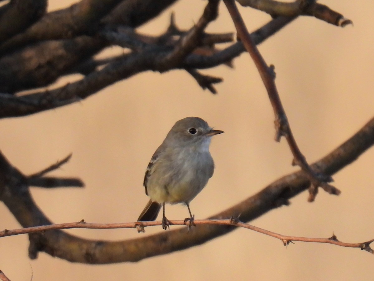 Trockenbusch-Schnäppertyrann - ML646968520