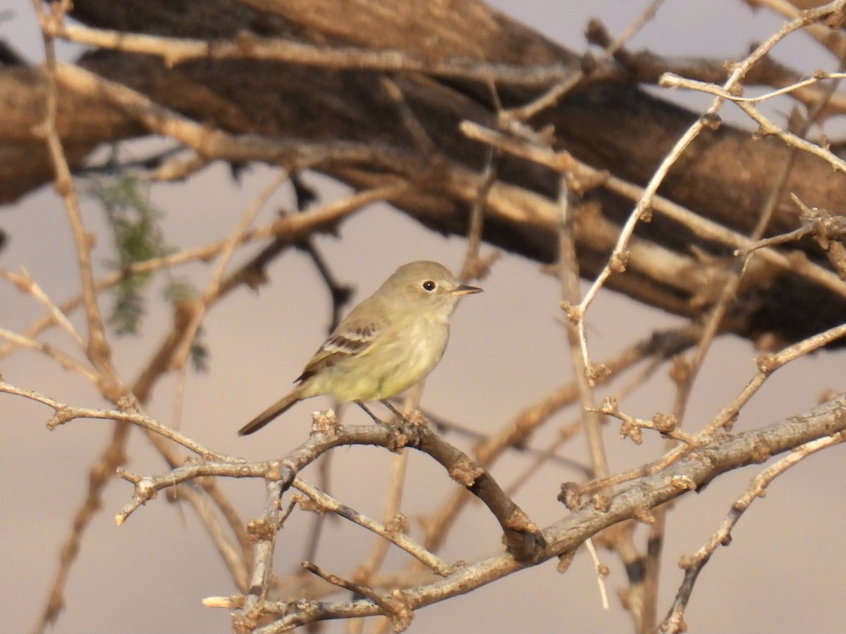 Trockenbusch-Schnäppertyrann - ML646968521