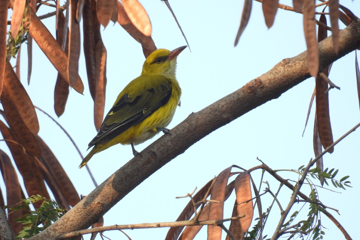 Indienpirol - ML646968522