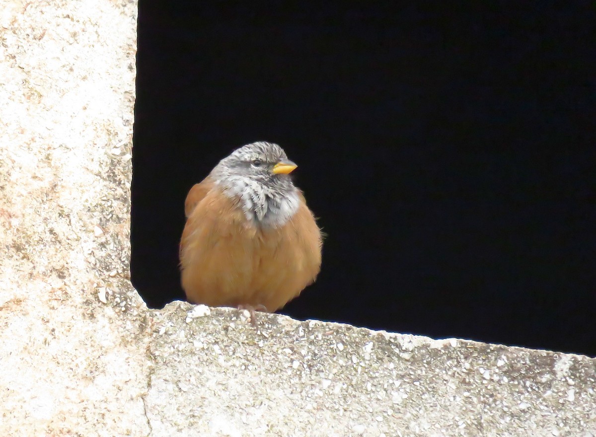 Hausammer - ML646968523