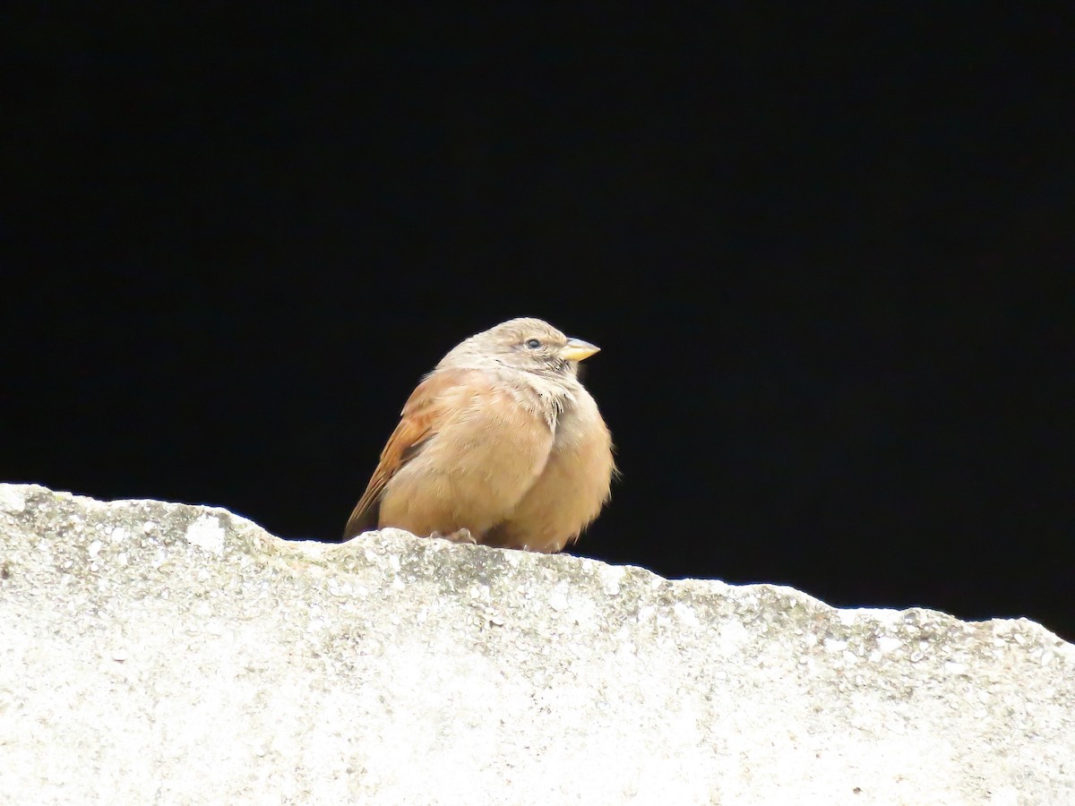 Hausammer - ML646968524